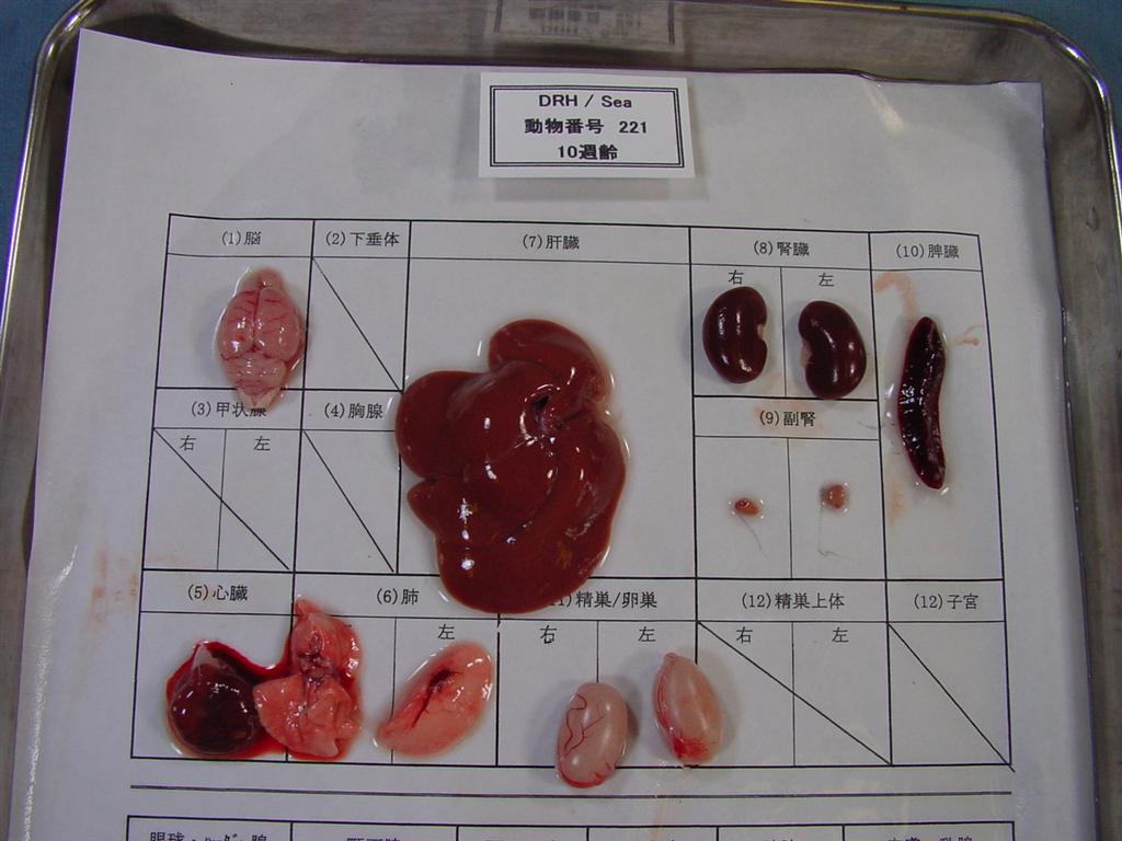 Rat Strains